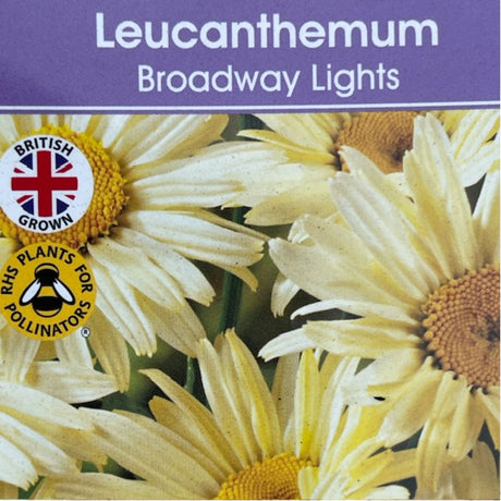 Leucanthemum x superbum 'Broadway Lights' Daisy Plant - 3Ltr Pot