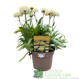 Leucanthemum x superbum 'Luna' Daisy Plant - 2Ltr Pot