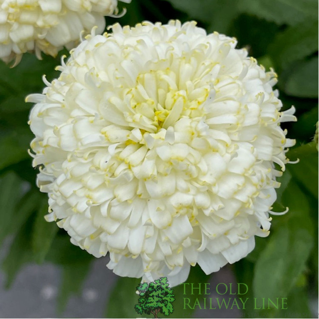 Leucanthemum x superbum 'Luna' Daisy Plant - 2Ltr Pot
