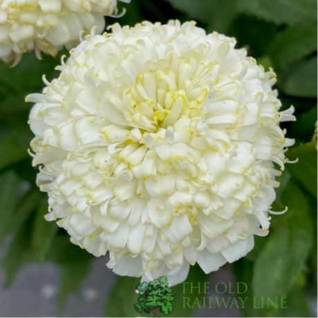 Leucanthemum x superbum 'Luna' Daisy Plant - 2Ltr Pot