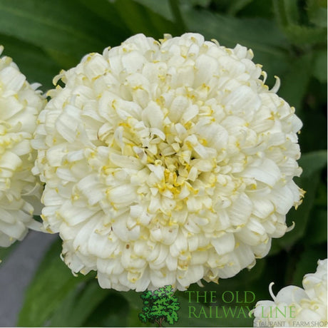 Leucanthemum x superbum 'Luna' Daisy Plant - 2Ltr Pot