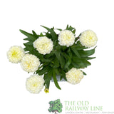 Leucanthemum x superbum 'Luna' Daisy Plant - 2Ltr Pot