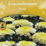 Leucanthemum x superbum 'Luna' Daisy Plant - 2Ltr Pot