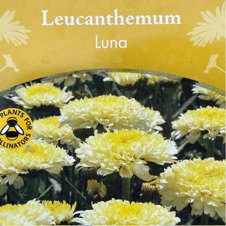Leucanthemum x superbum 'Luna' Daisy Plant - 2Ltr Pot