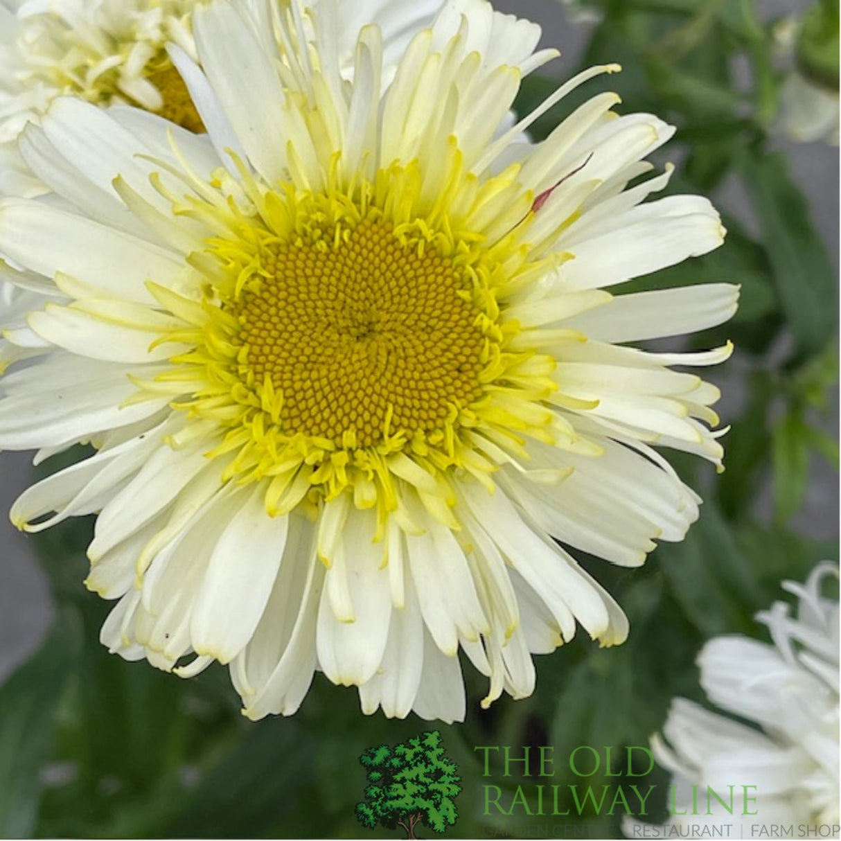 Leucanthemum x superbum 'Real Charmer' Daisy Plant - 3Ltr Pot