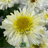 Leucanthemum x superbum 'Real Charmer' Daisy Plant - 3Ltr Pot