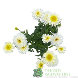 Leucanthemum x superbum 'Real Charmer' Daisy Plant - 3Ltr Pot