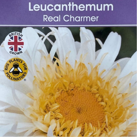 Leucanthemum x superbum 'Real Charmer' Daisy Plant - 3Ltr Pot
