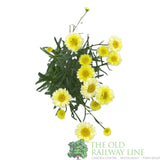 Leucanthemum x superbum 'Real Goldcup' Daisy Plant - 5Ltr Pot