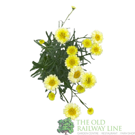 Leucanthemum x superbum 'Real Goldcup' Daisy Plant - 5Ltr Pot