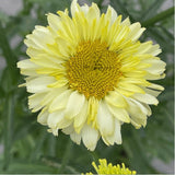 Leucanthemum x superbum 'Real Goldcup' Daisy Plant - 5Ltr Pot