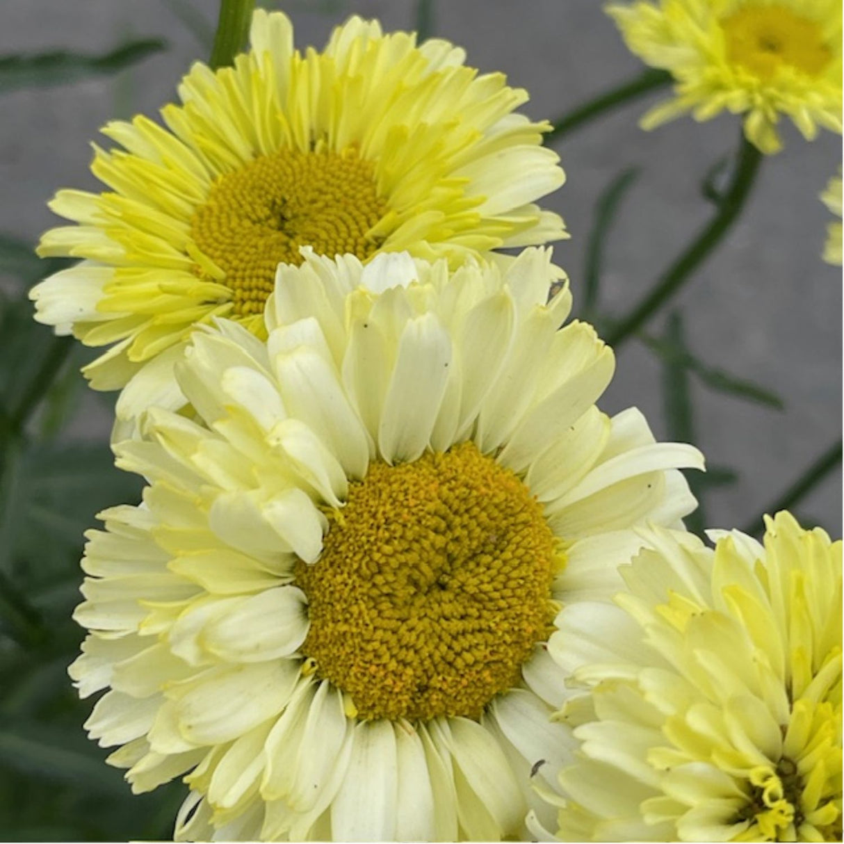 Leucanthemum x superbum 'Real Goldcup' Daisy Plant - 5Ltr Pot