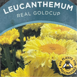 Leucanthemum x superbum 'Real Goldcup' Daisy Plant - 5Ltr Pot