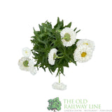 Leucanthemum x superbum 'Real Snowball' Daisy Plant - 2Ltr Pot