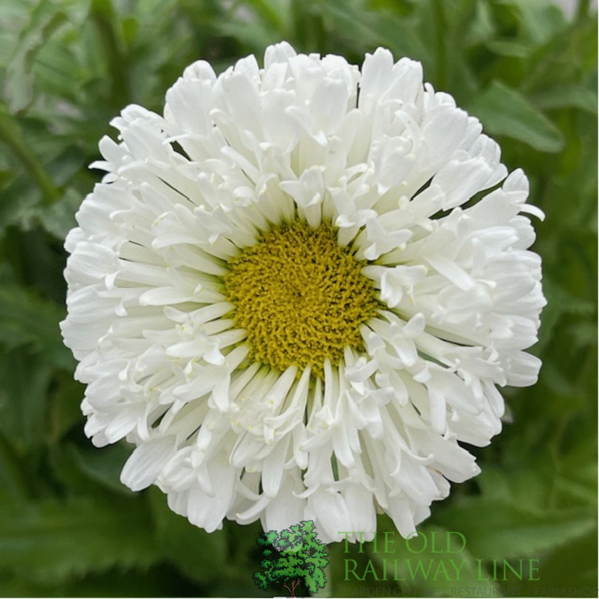 Leucanthemum x superbum 'Real Snowball' Daisy Plant - 2Ltr Pot