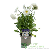 Leucanthemum x superbum 'Real Snowball' Daisy Plant - 2Ltr Pot