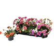 Lewisia 'Mountain Dreams' Plant 13cm Pot - Mixed - Old Railway Line Garden Centre