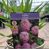 Liatris 'Spicata Kobold' Plant - 2Ltr Pot