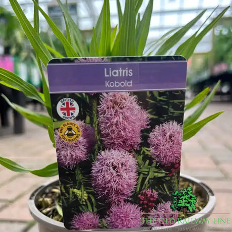 Liatris 'Spicata Kobold' Plant - 2Ltr Pot