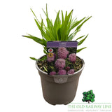 Liatris 'Spicata Kobold' Plant - 2Ltr Pot