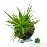 Liatris 'Spicata Kobold' Plant - 2Ltr Pot