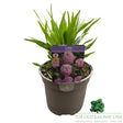 Liatris 'Spicata Kobold' Plant - 2Ltr Pot - Old Railway Line Garden Centre