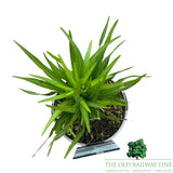 Liatris 'Spicata Kobold' Plant - 2Ltr Pot - Old Railway Line Garden Centre