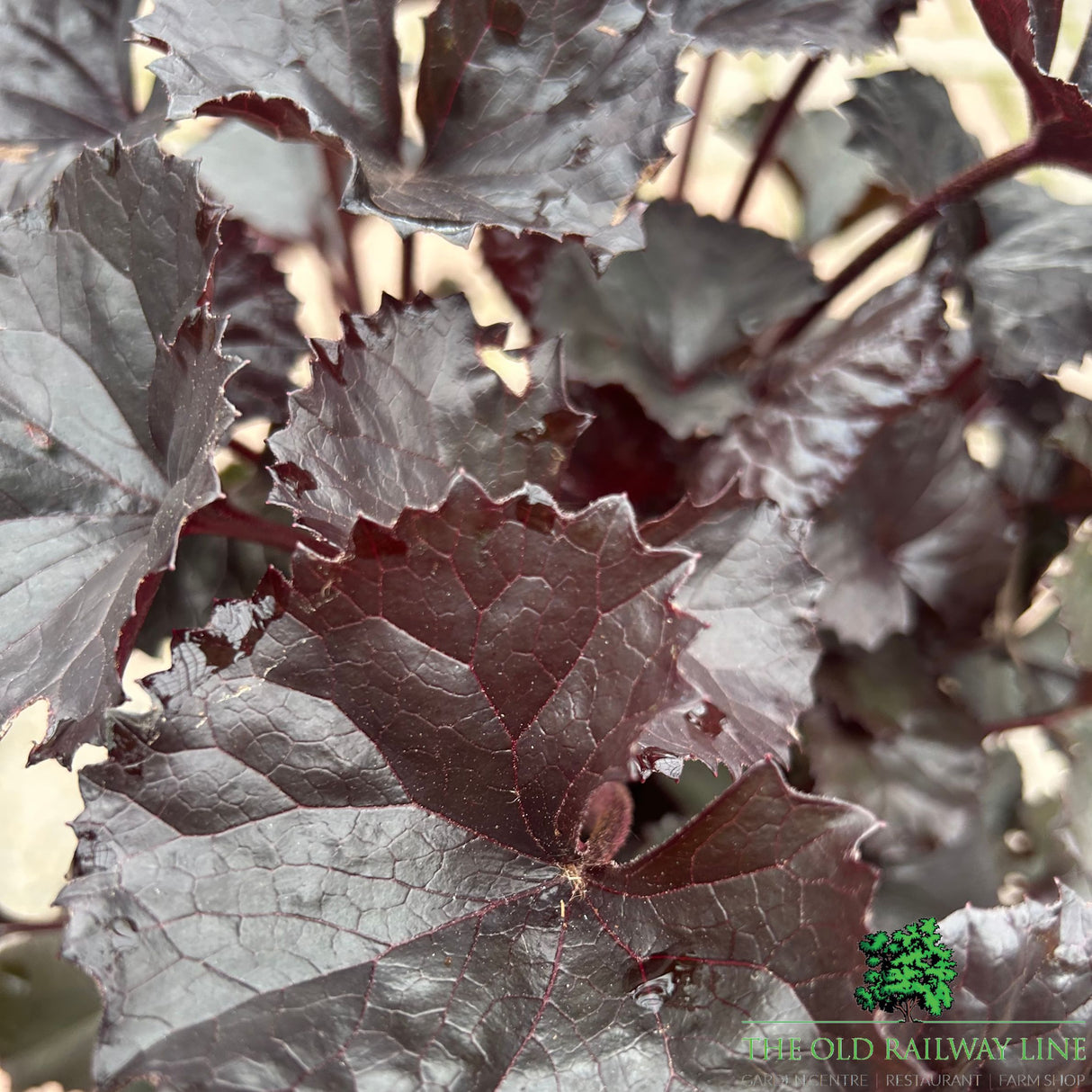 Ligularia 'Pandora' Plant - 3Ltr Pot