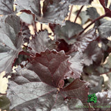 Ligularia 'Pandora' Plant - 3Ltr Pot