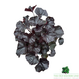 Ligularia 'Pandora' Plant - 3Ltr Pot