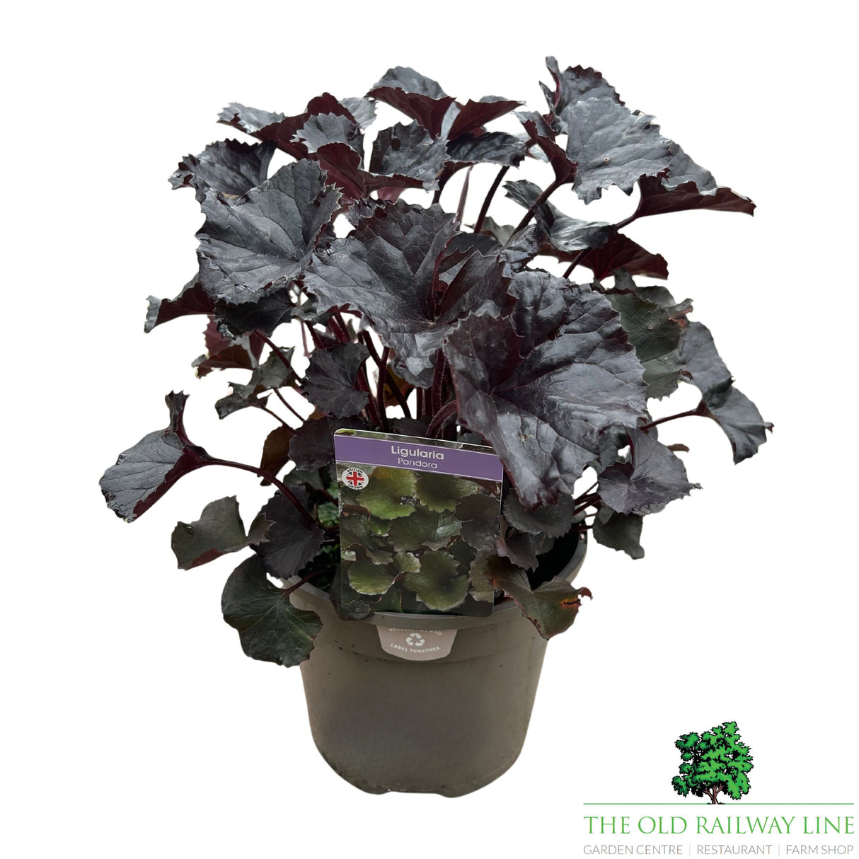 Ligularia 'Pandora' Plant - 3Ltr Pot