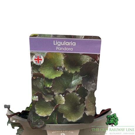 Ligularia 'Pandora' Plant - 3Ltr Pot - Old Railway Line Garden Centre