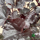 Ligularia 'Pandora' Plant - 3Ltr Pot - Old Railway Line Garden Centre