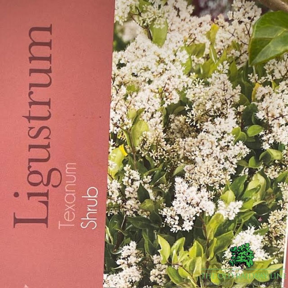 Ligustrum Texanum Pyramidalis Plant - 10Ltr Pot - Old Railway Line Garden Centre