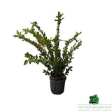 Ligustrum Texanum Pyramidalis Plant - 10Ltr Pot - Old Railway Line Garden Centre