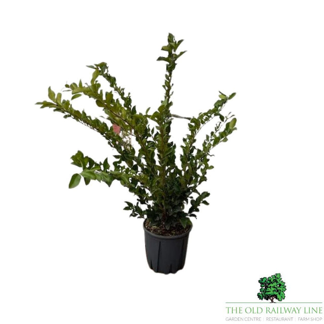 Ligustrum Texanum Pyramidalis Plant - 10Ltr Pot - Old Railway Line Garden Centre