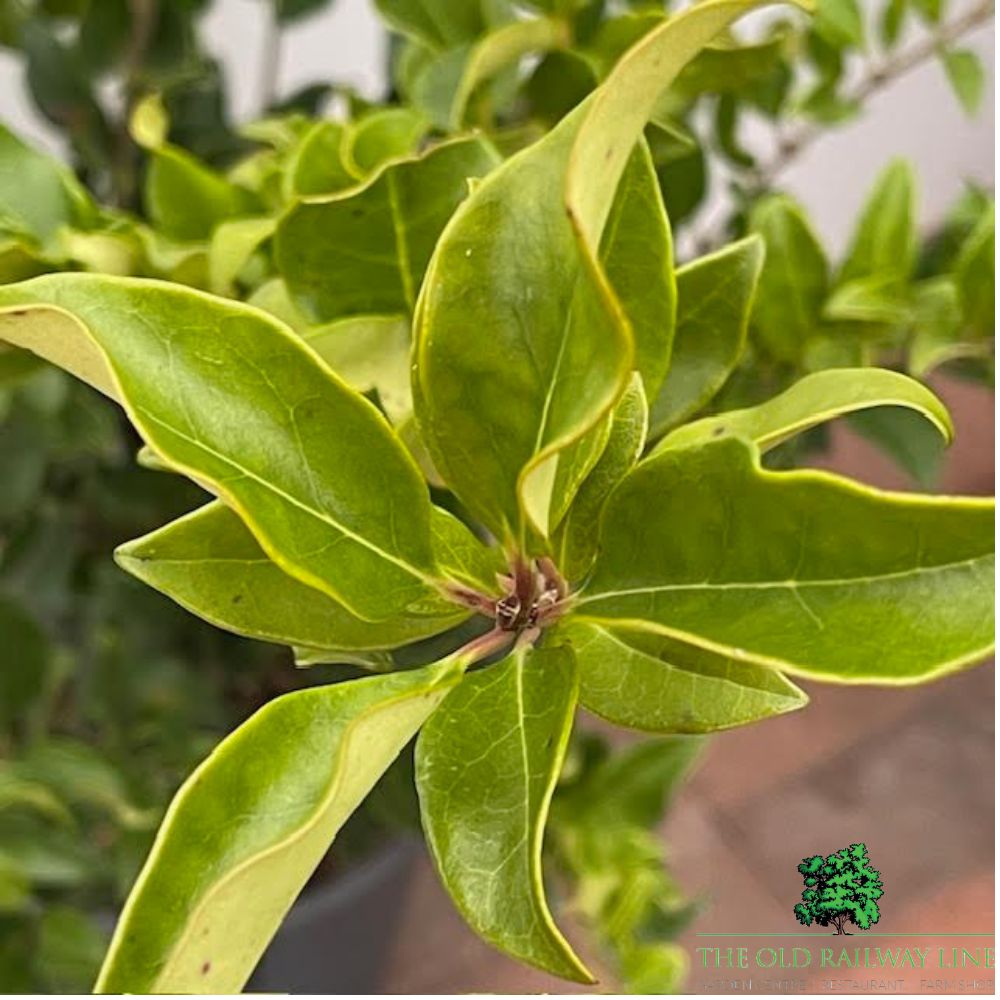 Ligustrum Texanum Pyramidalis Plant - 10Ltr Pot - Old Railway Line Garden Centre