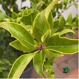 Ligustrum Texanum Pyramidalis Plant - 10Ltr Pot - Old Railway Line Garden Centre