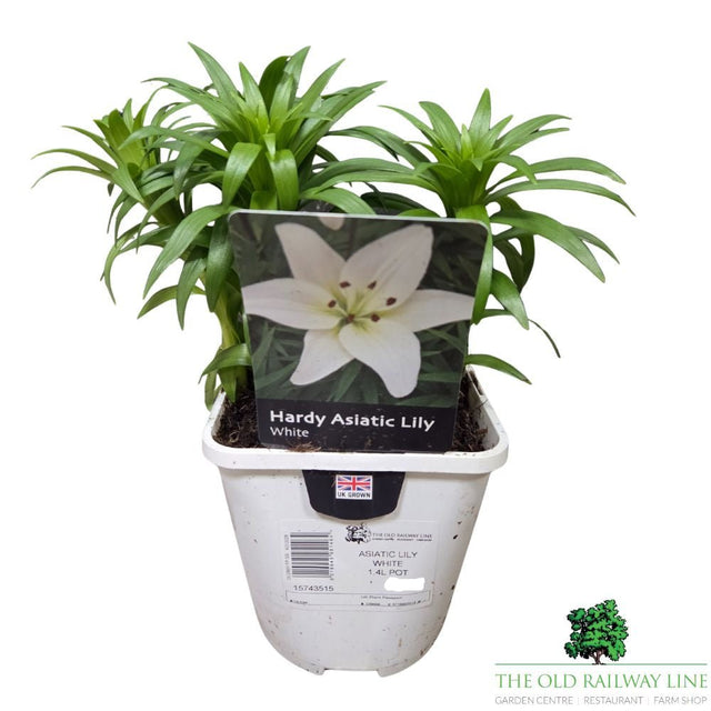 Lilium 'Asiatic White' Lily Plant - 1.4Ltr Pot - Old Railway Line Garden Centre