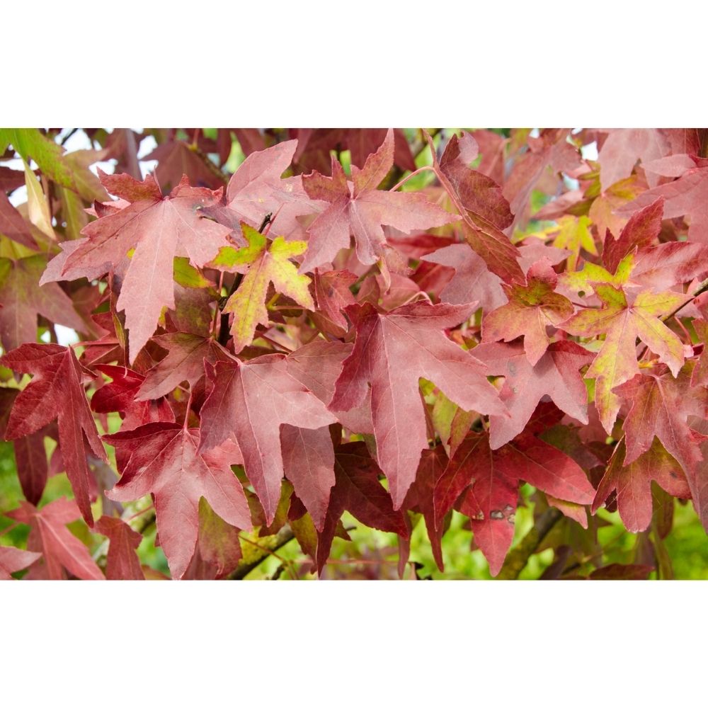 Liquidambar styraciflua ‘Worplesdon’ Sweet Gum Tree 12Ltr Pot