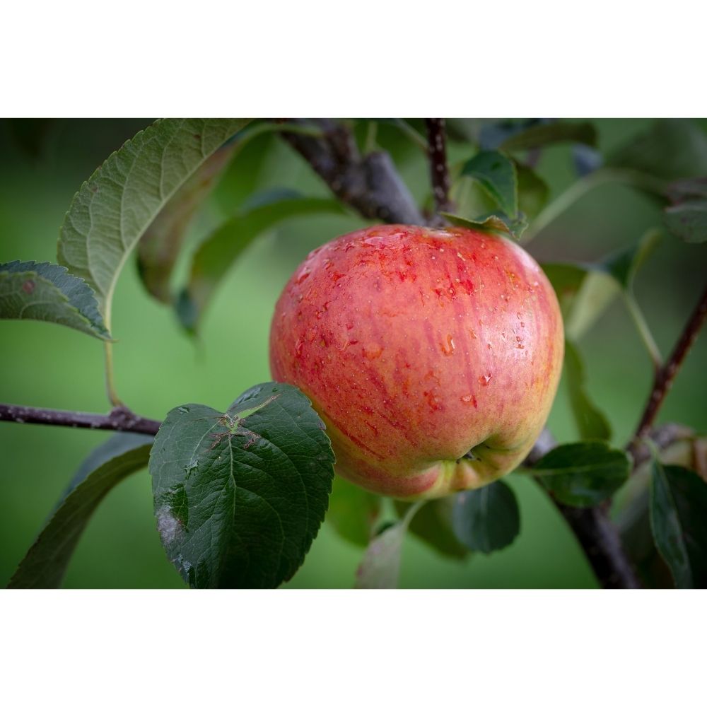 Frank P Matthews 'Little Pax' Apple Fruit Tree - 12 Ltr Pot