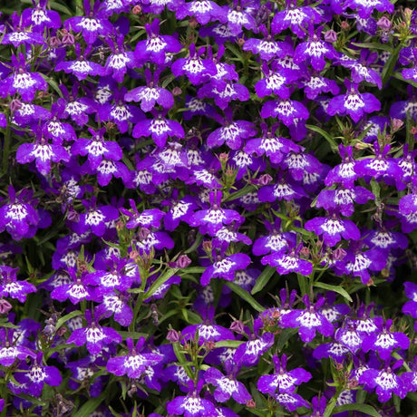 Lobelia Plant Waterfall Blue Ice Plug Plants - Old Railway Line Garden Centre