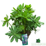 Lupin 'Magic Lantern' Plant - 5Ltr Pot - Old Railway Line Garden Centre