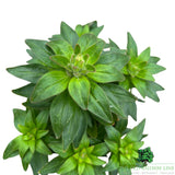 Lupin 'Salmon Star' Plant - 5Ltr Pot