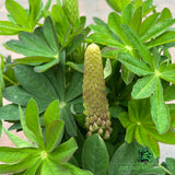 Lupin 'Salmon Star' Plant - 5Ltr Pot