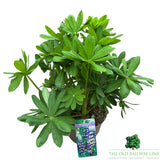 Lupin 'Magic Lantern' Plant - 5Ltr Pot