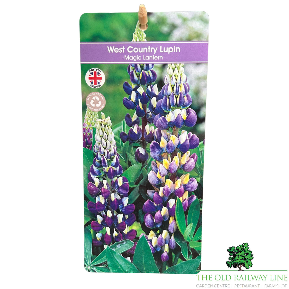 Lupin 'Magic Lantern' Plant - 5Ltr Pot