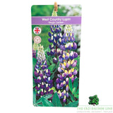 Lupin 'Magic Lantern' Plant - 5Ltr Pot