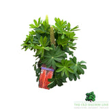 Lupin 'Salmon Star' Plant - 5Ltr Pot