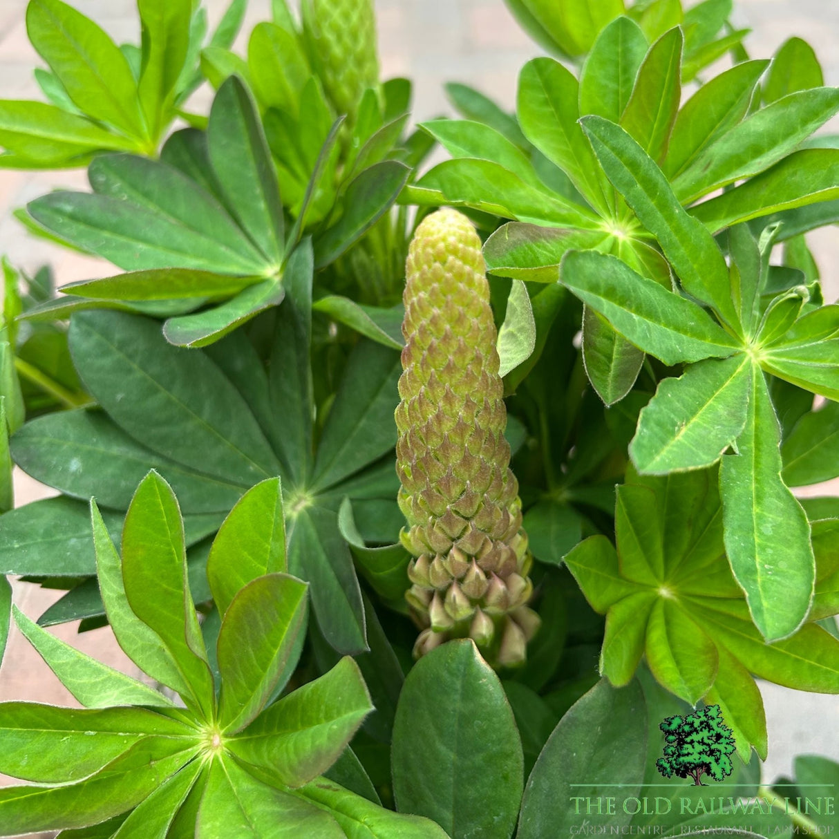 Lupin 'Salmon Star' Plant - 5Ltr Pot - Old Railway Line Garden Centre